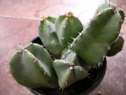 Еуфорбия (EUPHORBIA RESINIFERA)