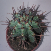 Еуфорбия (Euphorbia horrida striata)