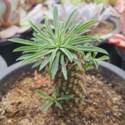 Еуфорбия (Euphorbia hypogaea, Euphorbia hybrid Sotetsu-kirin ユーフォルビア ソテツキリン (パイナップルコーン))