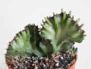Еуфорбия (Euphorbia lactea cristata)