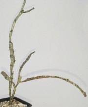Еуфорбия (Euphorbia Platyclada)