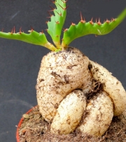 Еуфорбия (Euphorbia stellata)