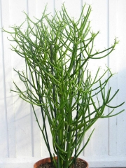 Еуфорбия (Euphorbia tirucalli)