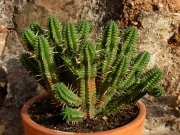 Еуфорбия фимбриата (Euphorbia fimbriata)