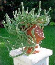 Еуфорбия медуза (Euphorbia caput-medusae, Euphorbia pugniformis)