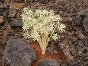 Еуфорбия, Табайба (Euphorbia Balsamifera, Tabaiba Dulce)
