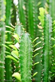 Еуфорбия тригона (Euphorbia trigona)