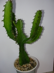 Еуфорбия тригона (Euphorbia trigona)