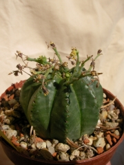 Еуфорбия валида (Euphorbia valida)
