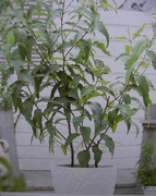Евкалипт, Лимонов евкалипт (Eucalyptus citriodora Lemon Fresh)