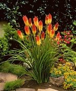 Книфофия (Kniphofia)