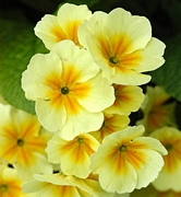 Иглика, Примула, жълта (Primula)