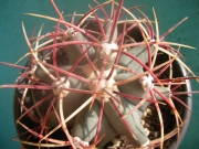 Ферокактус емори (Ferocactus emoryi)