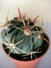 Ферокактус (Ferocactus)