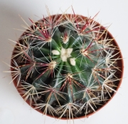 Ферокактус (Ferocactus)