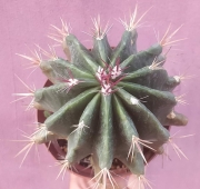 Ферокактус (Ferocactus)