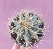 Ферокактус (Ferocactus)