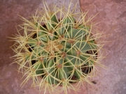 Ферокактус (Ferocactus glaucescens)