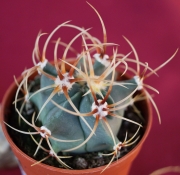 Ферокактус (Ferocactus hystrix)