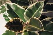 Фикус Белиз (Ficus elastica)