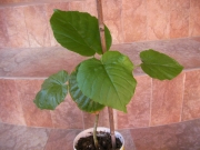 Фикус (Ficus)