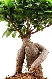 Фикус (Ficus ginseng)