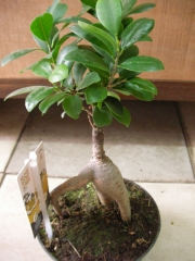 Фикус, Женшен (Ficus ginseng)
