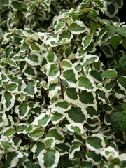 Фикус пумила (Ficus pumila)