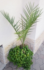Финикова палма (Palm)