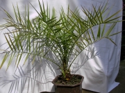 Финикова палма (Phoenix Canariensis)