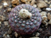 Фраилея (Frailea uhlegiana)