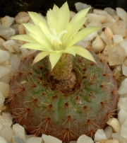 Фраилея семена (Frailea uhlegiana)