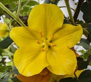Фремодендрон (Fremontodendron, Fremontia)