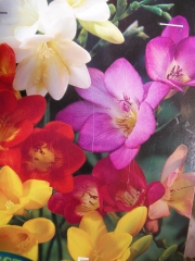 Фрезия микс (Freesia Double mixed)