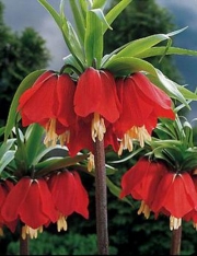 Фритилария ходжово лале червена (Fritillaria imperialis Rubra)
