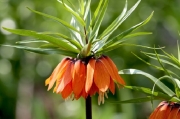 Фритилария ходжово лале оранжева (Fritillaria imperialis Aurora)