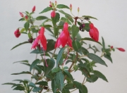 Фуксия, обичка (Fuchsia)