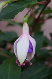 Фуксия, обичка, каскадна (Fuchsia)