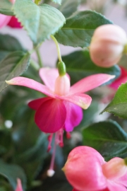 Фуксия, обичка, каскадна, кичеста (Fuchsia)