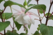 Фуксия, обичка, каскадна, кичеста (Fuchsia)