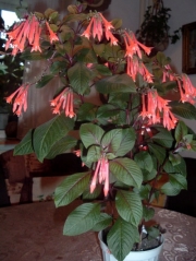 Фуксия, стайна обичка (Fuchsia Thalia)