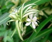 Хлорофитум (Chlorophytum)