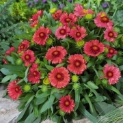 Гайлардия червена разсад (Gailardia Arizona Red Shades)