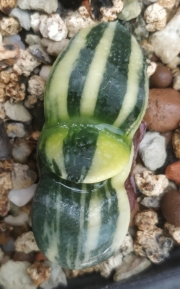 Гастерия (Gasteria armstrongii variegated)