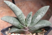 Гастерия (Gasteria baylissiana)