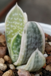 Гастерия (GASTERIA CARINATA RETUSA VARIEGATA VARIEGATED)