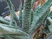 Гастерия (Gasteria carinata var. verrucosa)