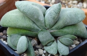 Гастерия (Gasteria Glomerata)