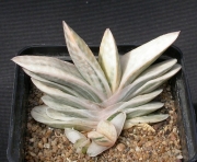 Гастерия (Gasteria Shakura fuji white variegata)