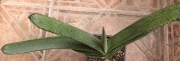 Гастерия хибрид (GASTERIA HYBRID)